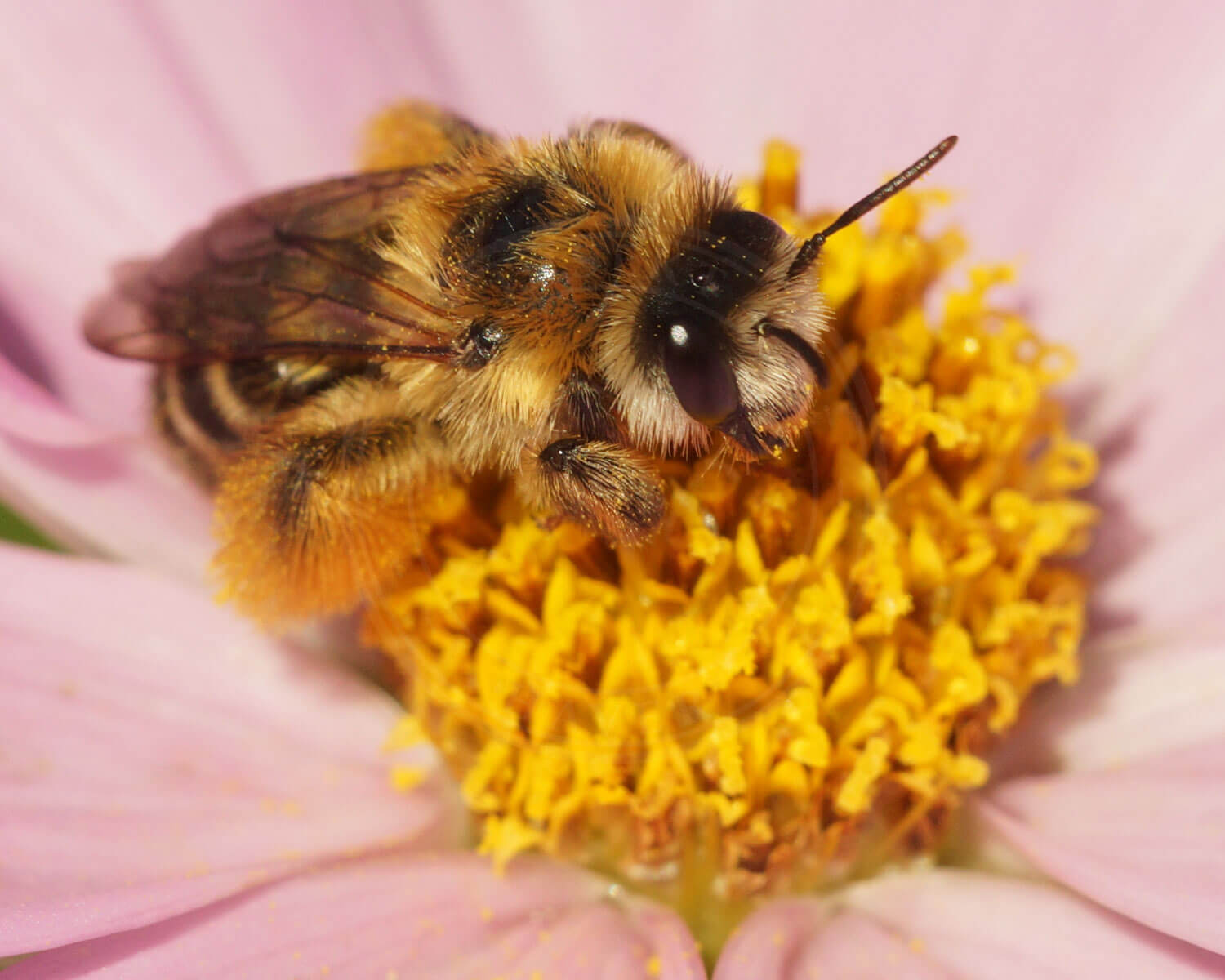 Pragtbuksebi på lyserødblomst