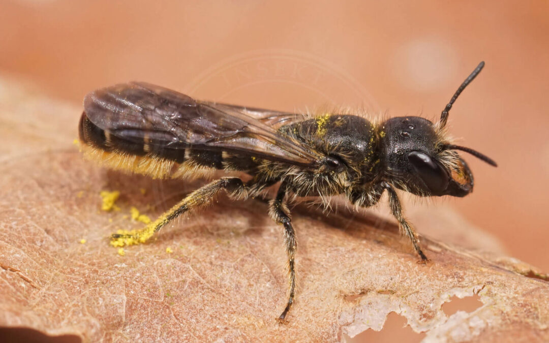 Ranunkelsaksebi med lidt gul pollen på sig
