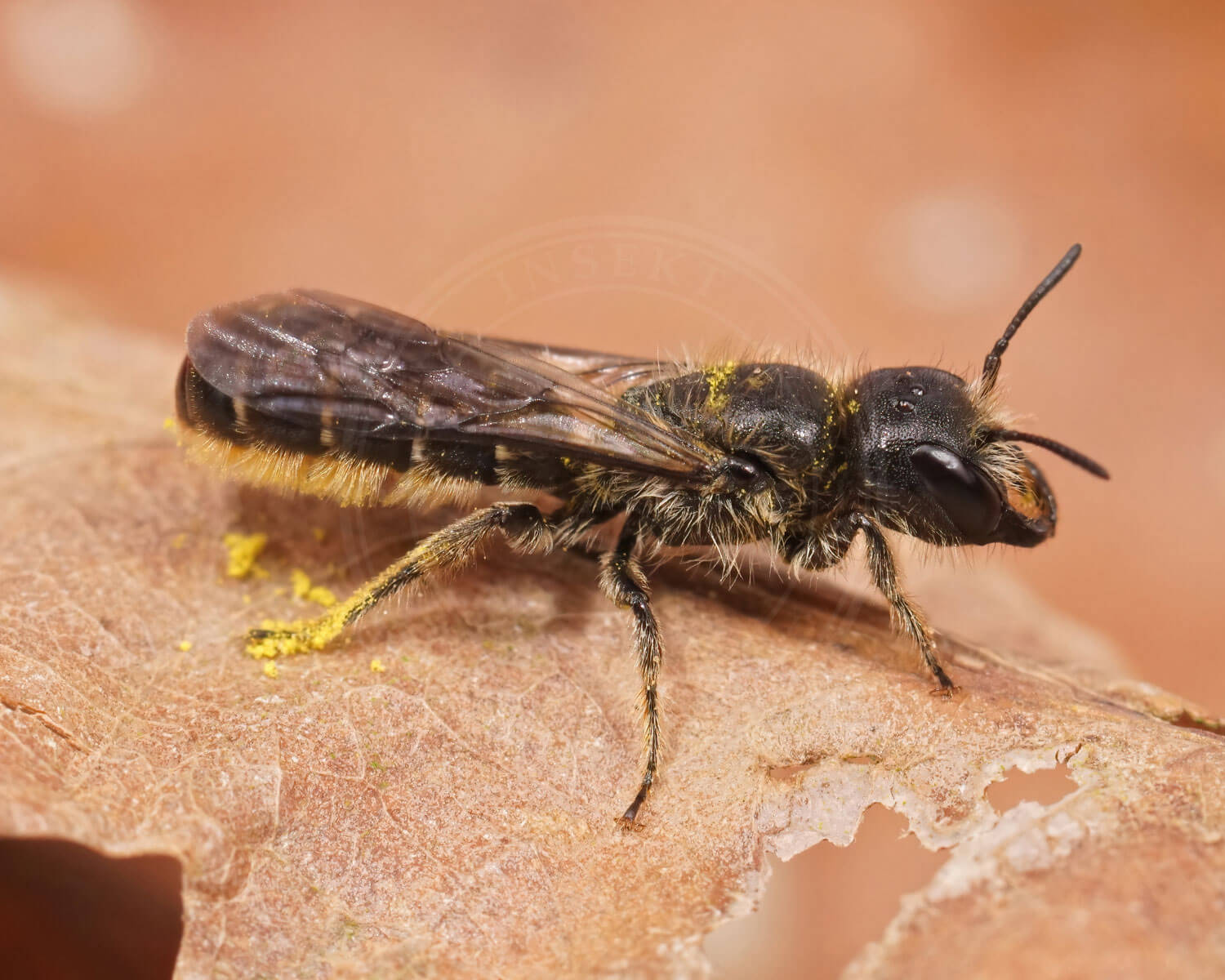 Ranunkelsaksebi med lidt gul pollen på sig