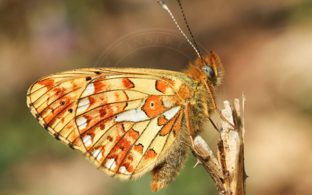 Rødlig Perlemorsommerfugl Boloria euphrosyne