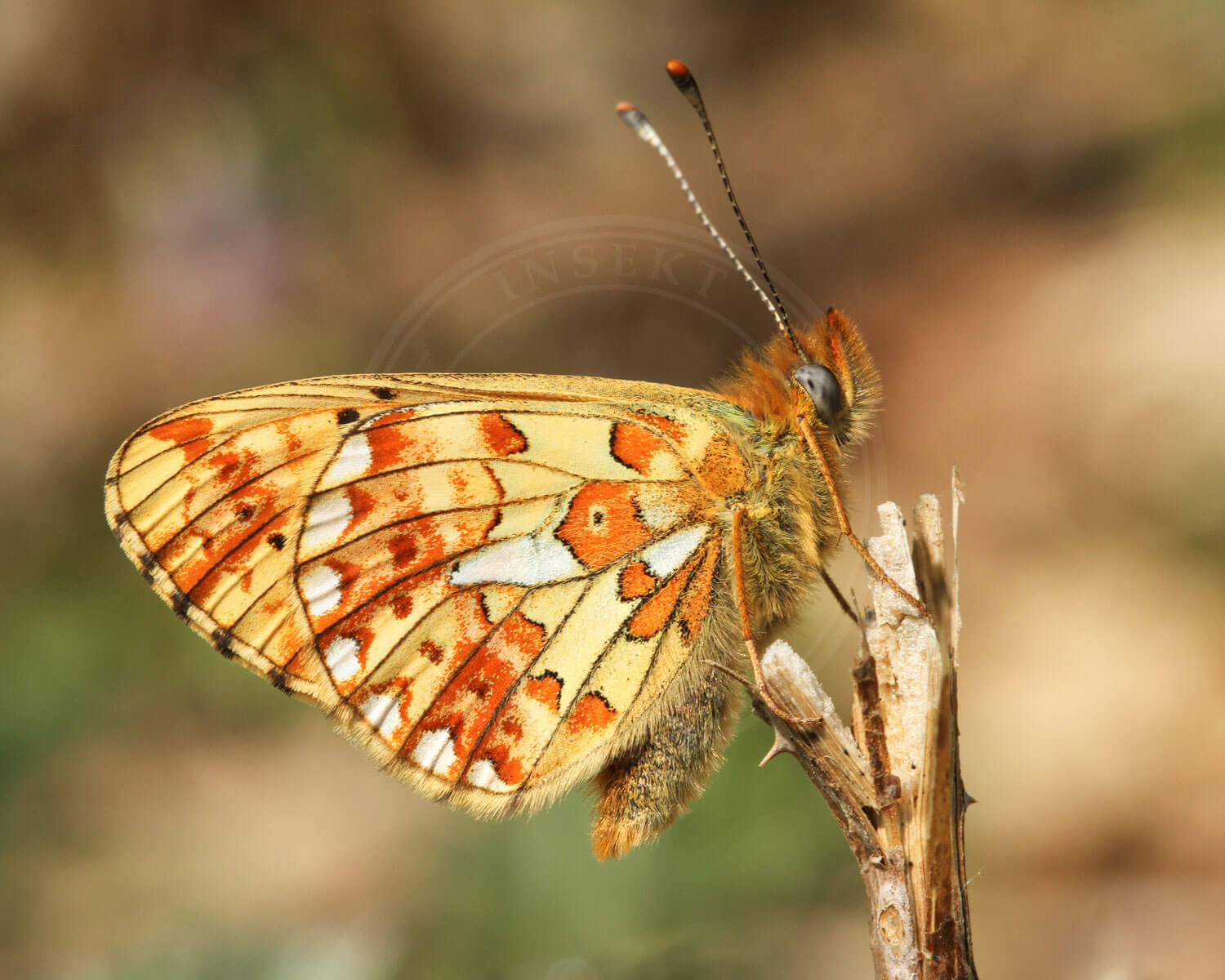 Rødlig Perlemorsommerfugl sidder på gammel pind