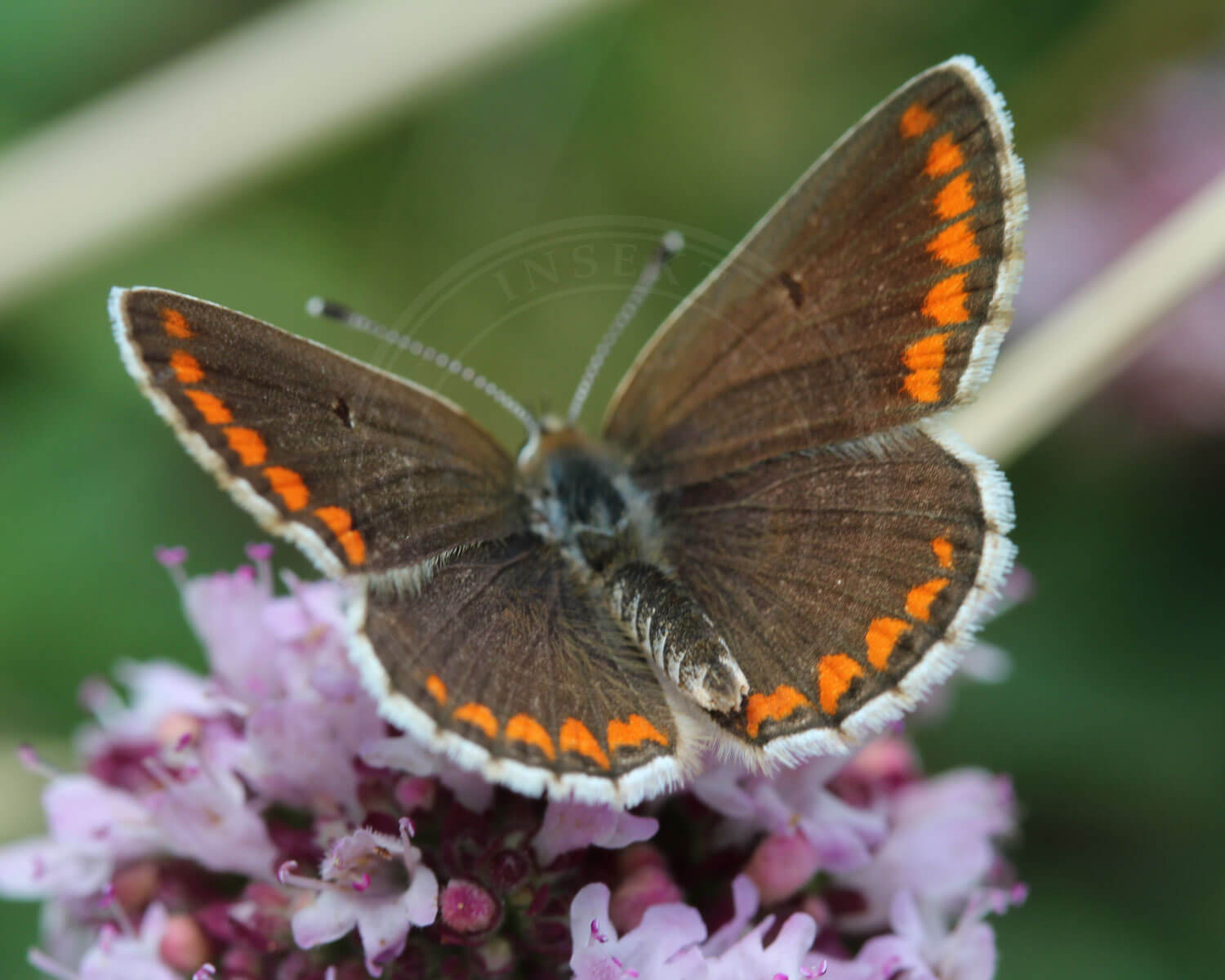 Rødplettet Blåfugl vi ser her oversiden af dens vinger