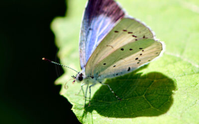 Skovblåfugl Celastrina argiolus