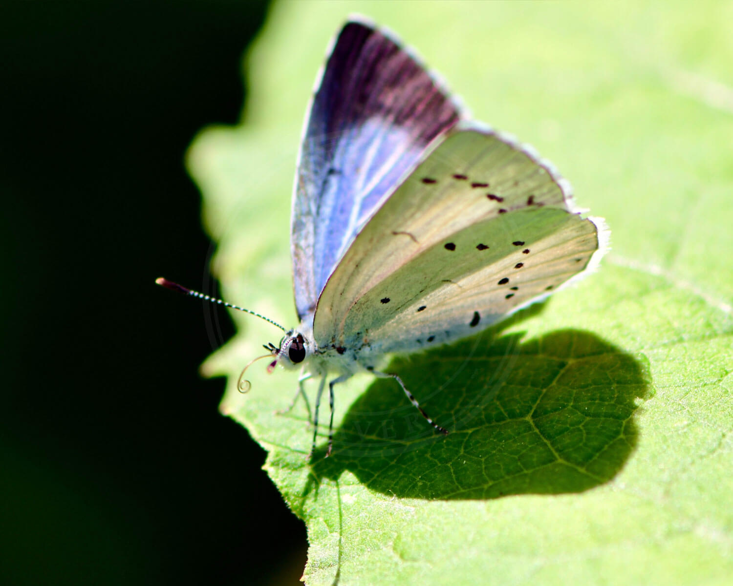 Skovblåfugl med let sprede vinger, så vi både kan se under- og oversiden af dens vinger