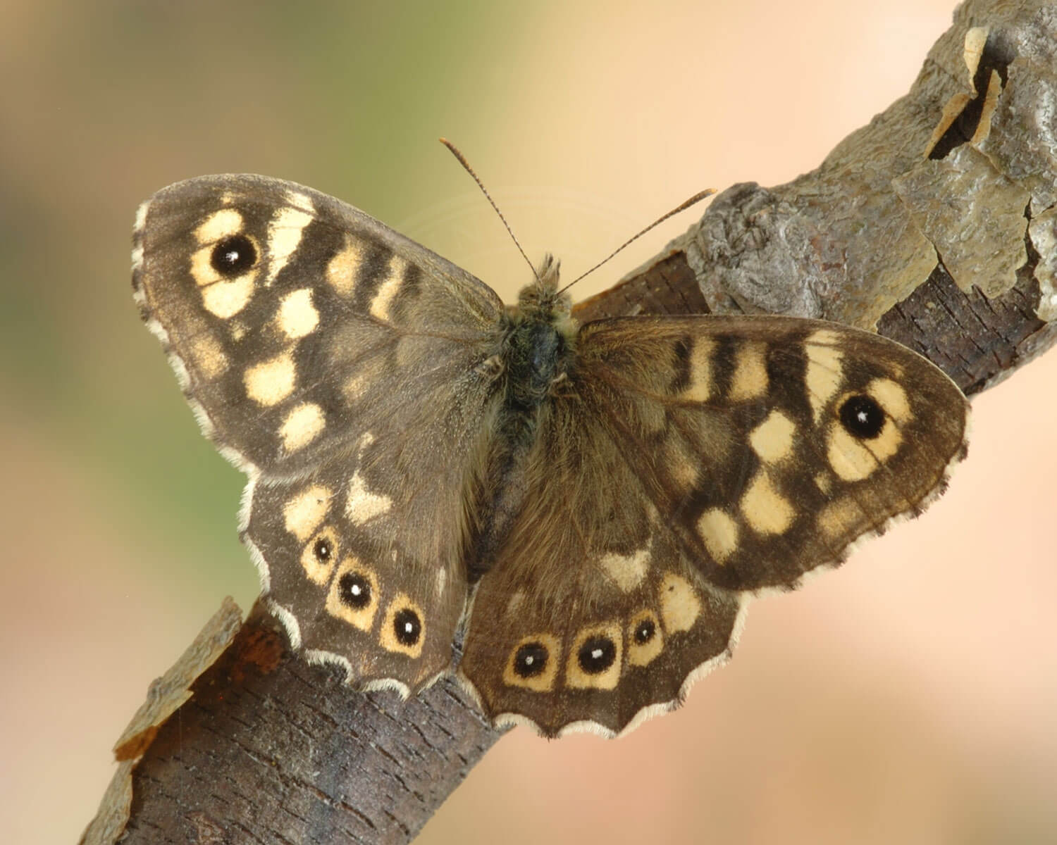 Skovrandøje med vingerne spred så vi kan se dens vinger oppefra