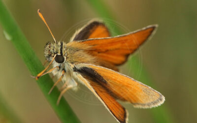 Skråstregbredpande Thymelicus sylvestris