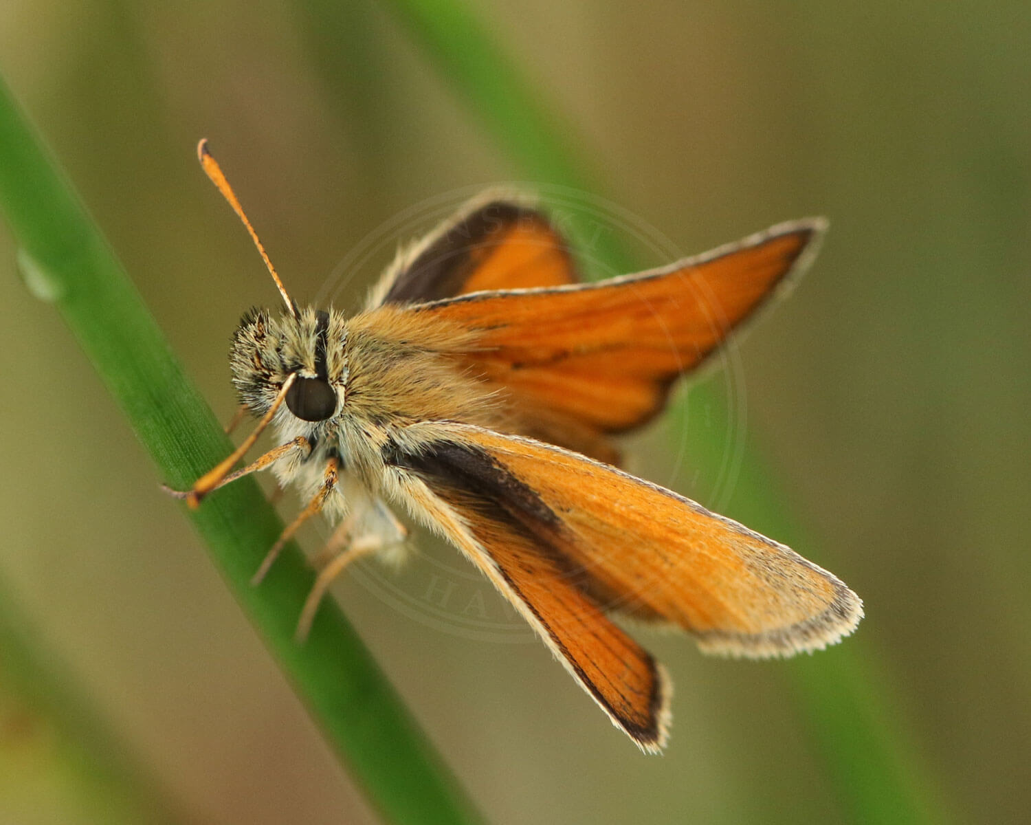 Skråstregbredpande sidder på græsstrå