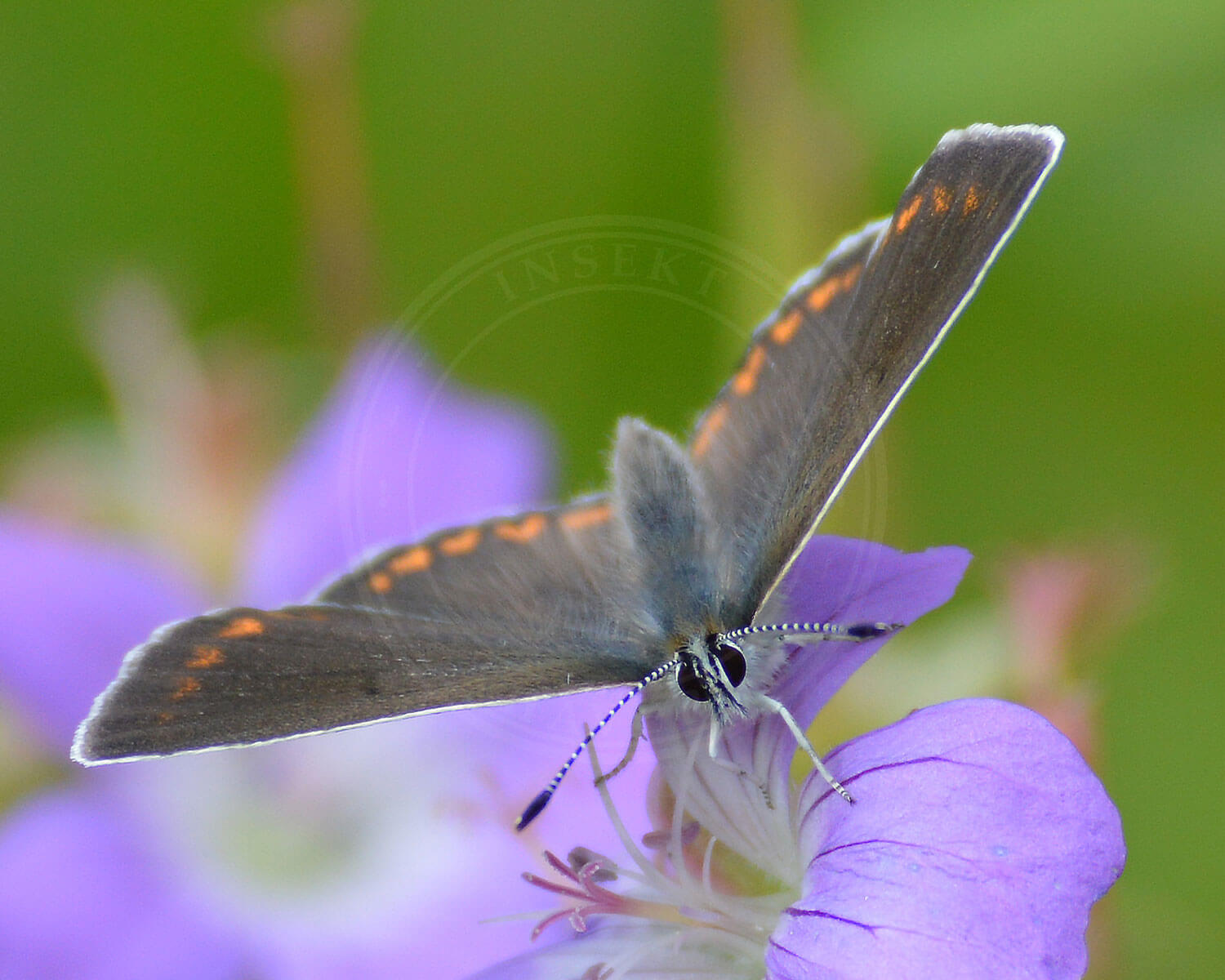 Sortbrun Blåfugl med hovedet vendt mod os, så vi kan se oversiden dens vinger