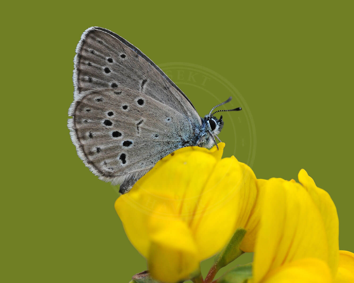 Sortplettet Blåfugl på Almindelig Kællingetand med siden til