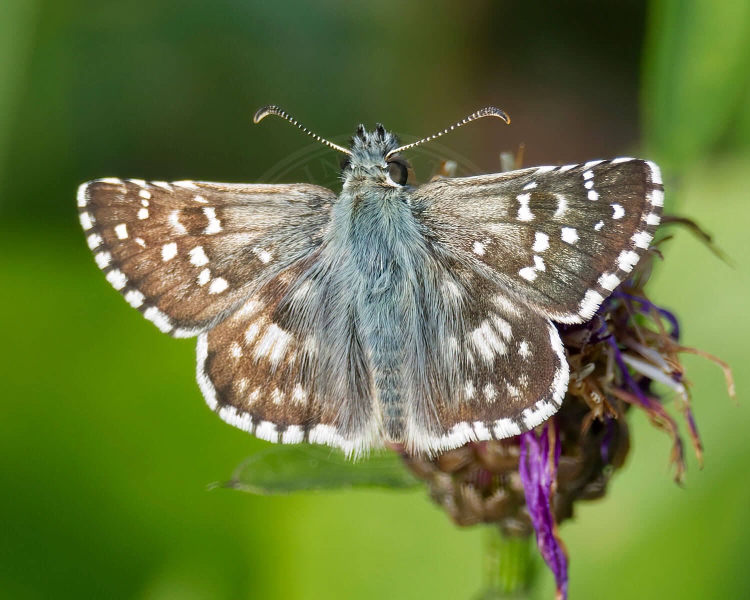 Spættet Bredpande sidder på Knopurt