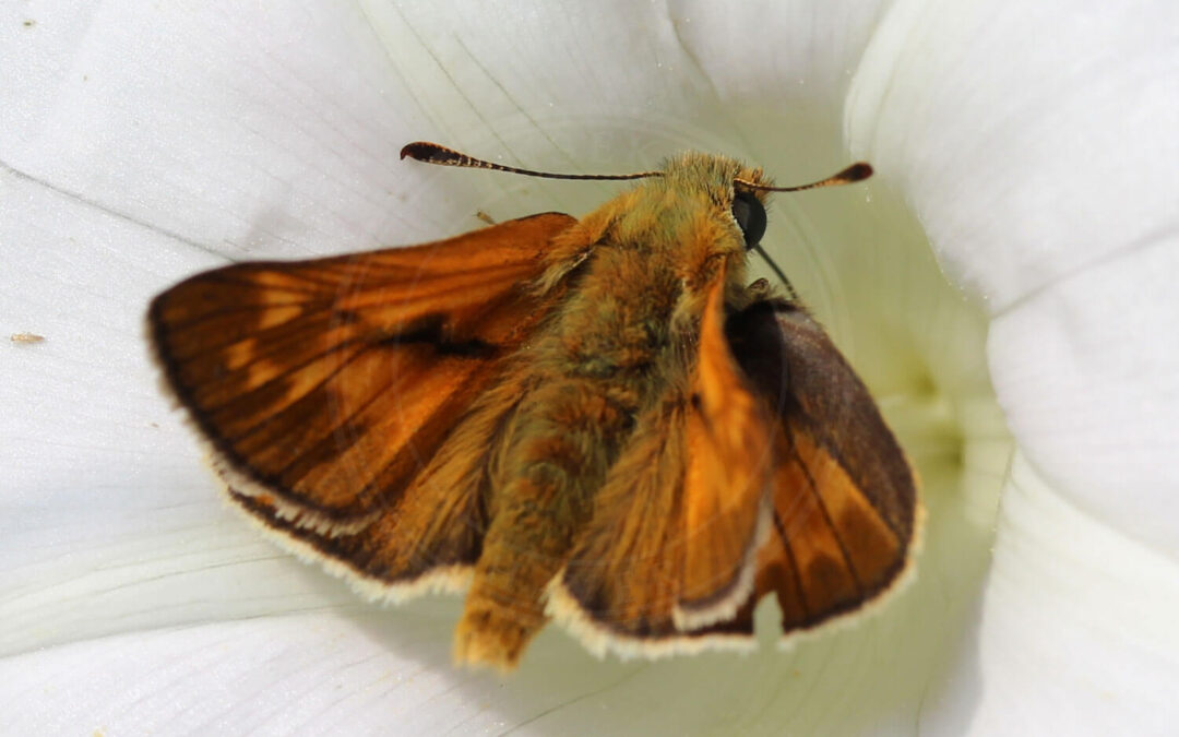 Stor Bredpande sidder i stor hvid blomst