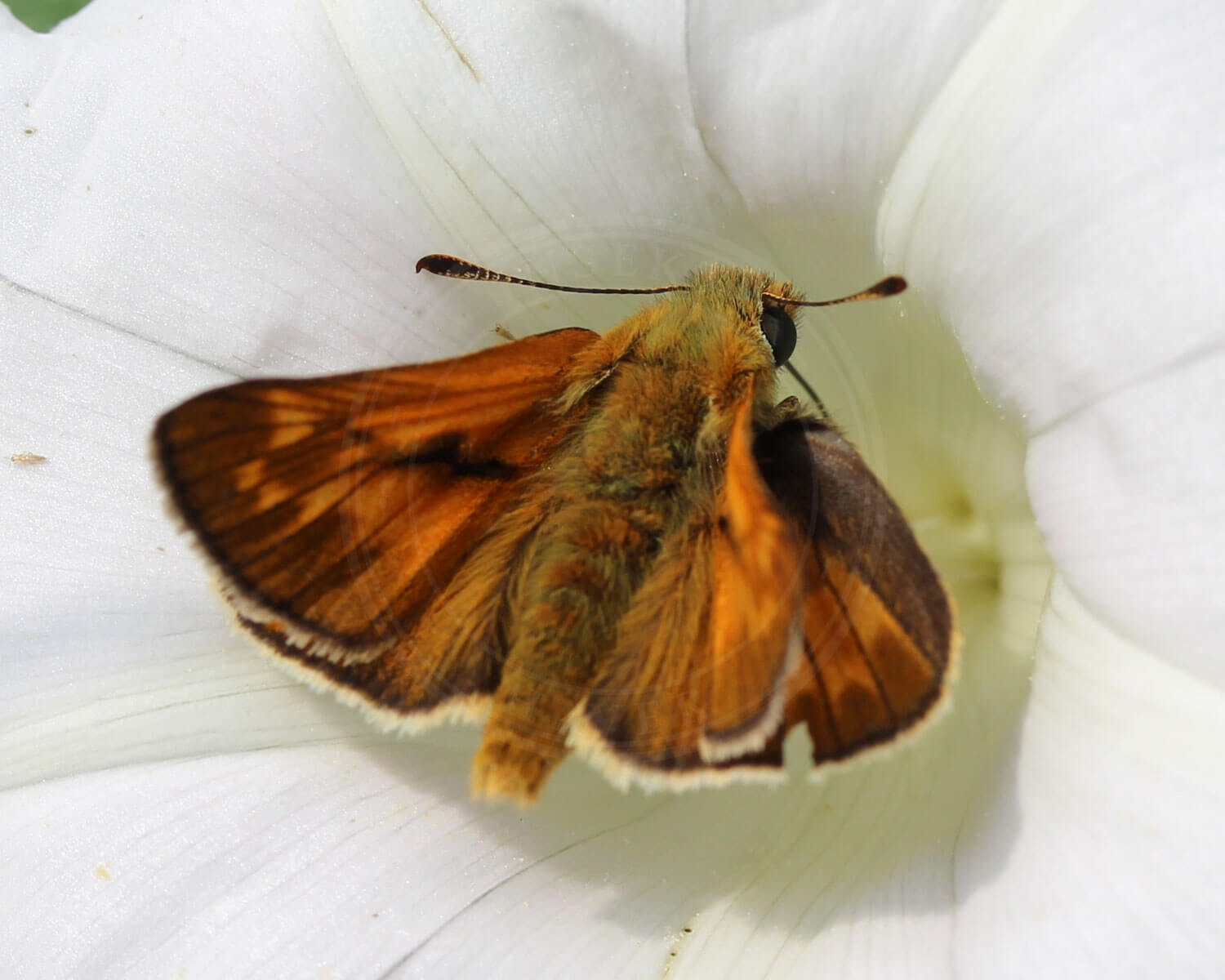 Stor Bredpande sidder i stor hvid blomst
