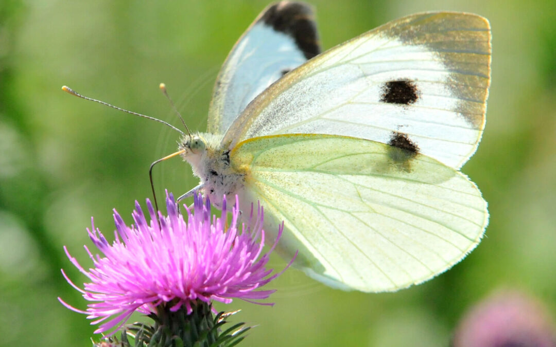 Stor Kålsommerfugl sidder i en blomst fra Tidsel