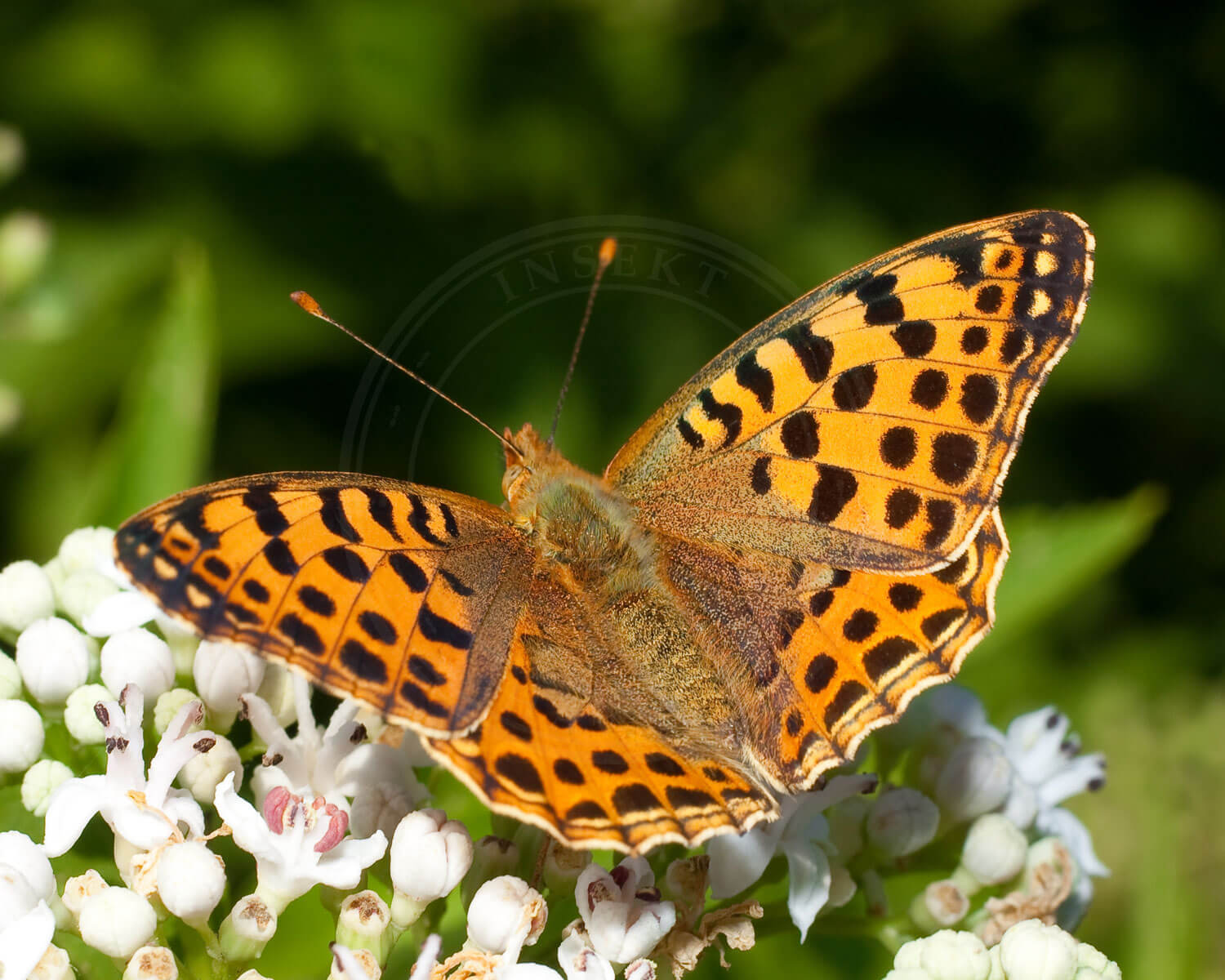 Storplettet Perlemorsommerfugl med sprede vinger så vi kan se oversiden af dem
