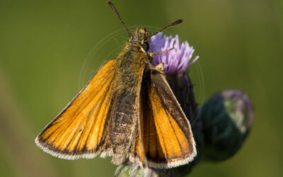 Stregbredpande Thymelicus lineola