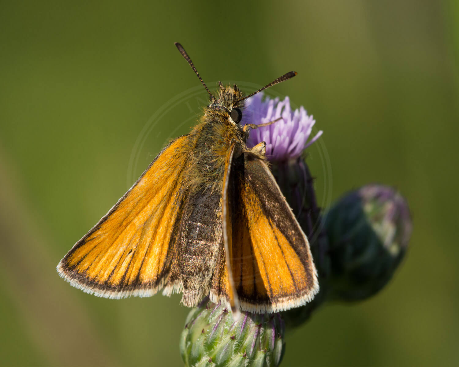 Stregbredpande sidder med ryggen til så vi kan se den vingers overside