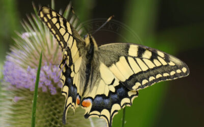 Svalehale Papilio machaon