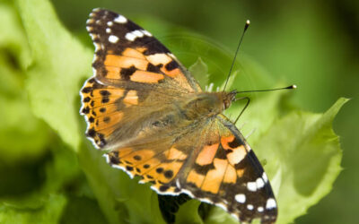 Tidselsommerfugl Vanessa cardui