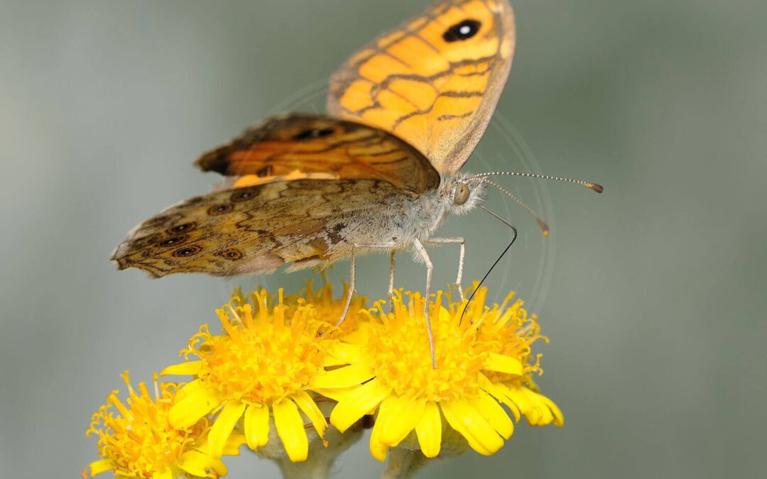 Tidselsommerfugl på gule små blomster