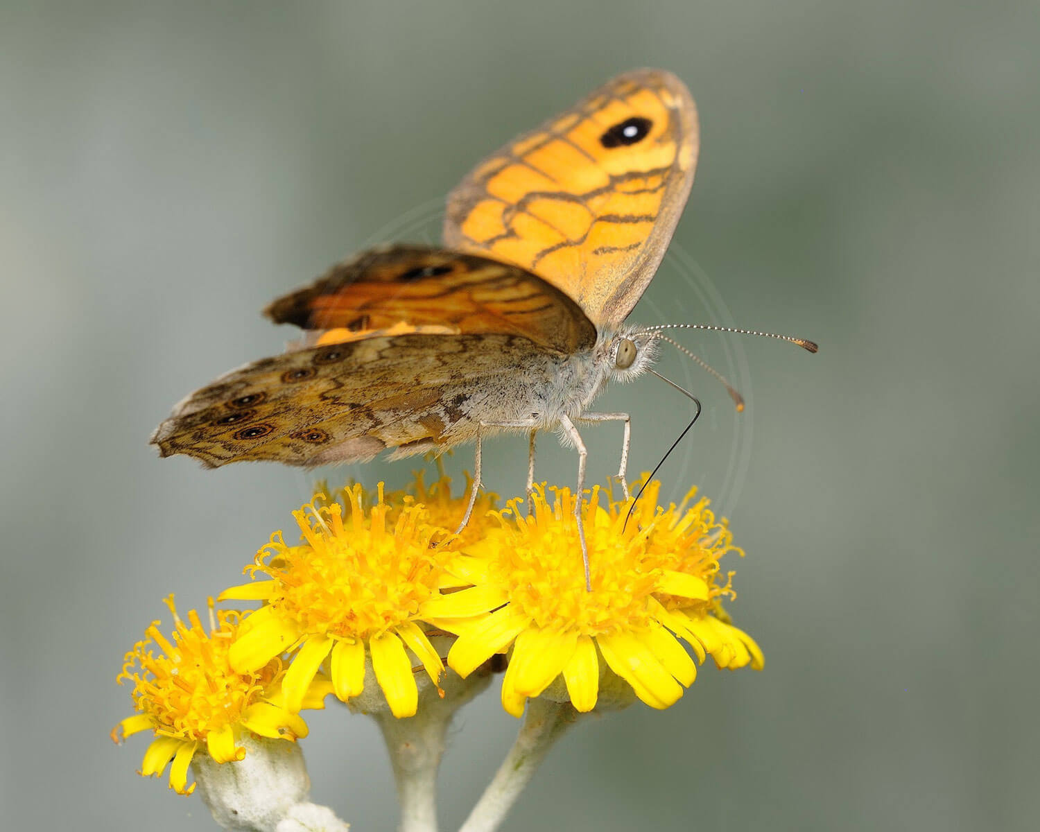 Tidselsommerfugl på gule små blomster