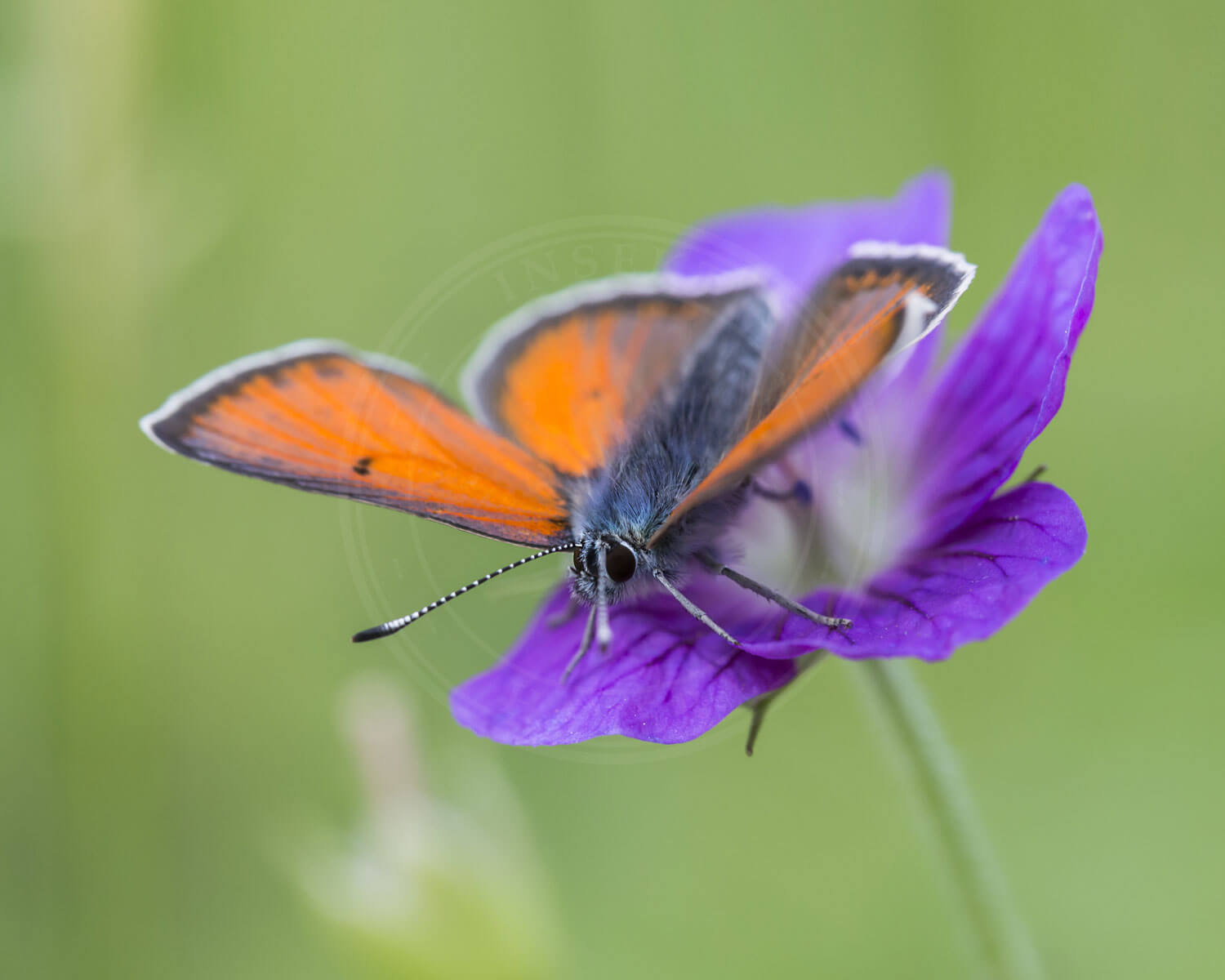 insekthaver violetrandet ildfugl 2