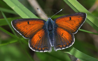 Violetrandet Ildfugl Lycaena hippothoe