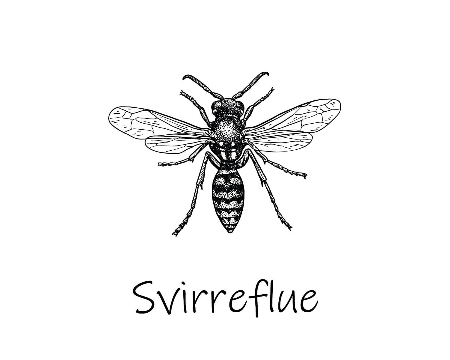 Billede til Svirreflue der ikke er foto af