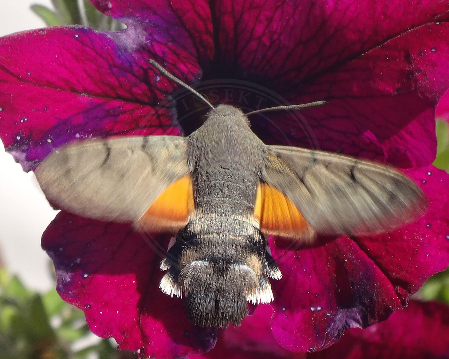 Duehale der henter nektar fra blomst - her kan man se bagende som i høj grad ligner en dues hale