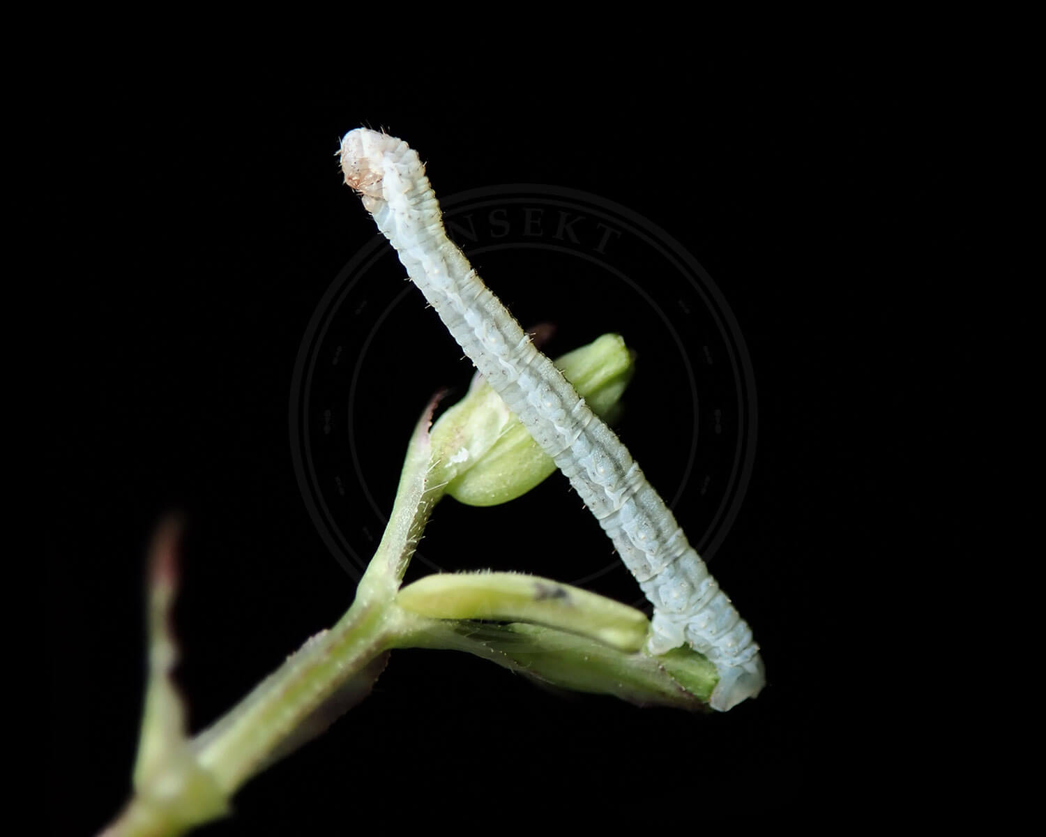Baldriandværgmåler der nærmest stritter lige op luften