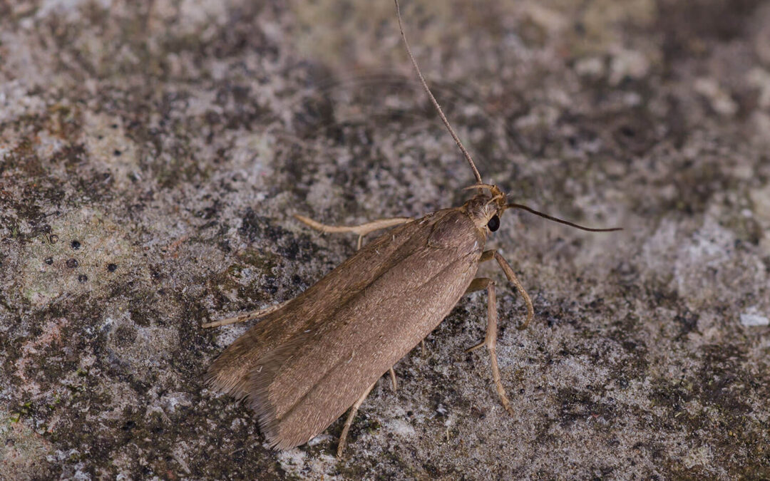 Ascompsia cinerella har sat sig på et træ