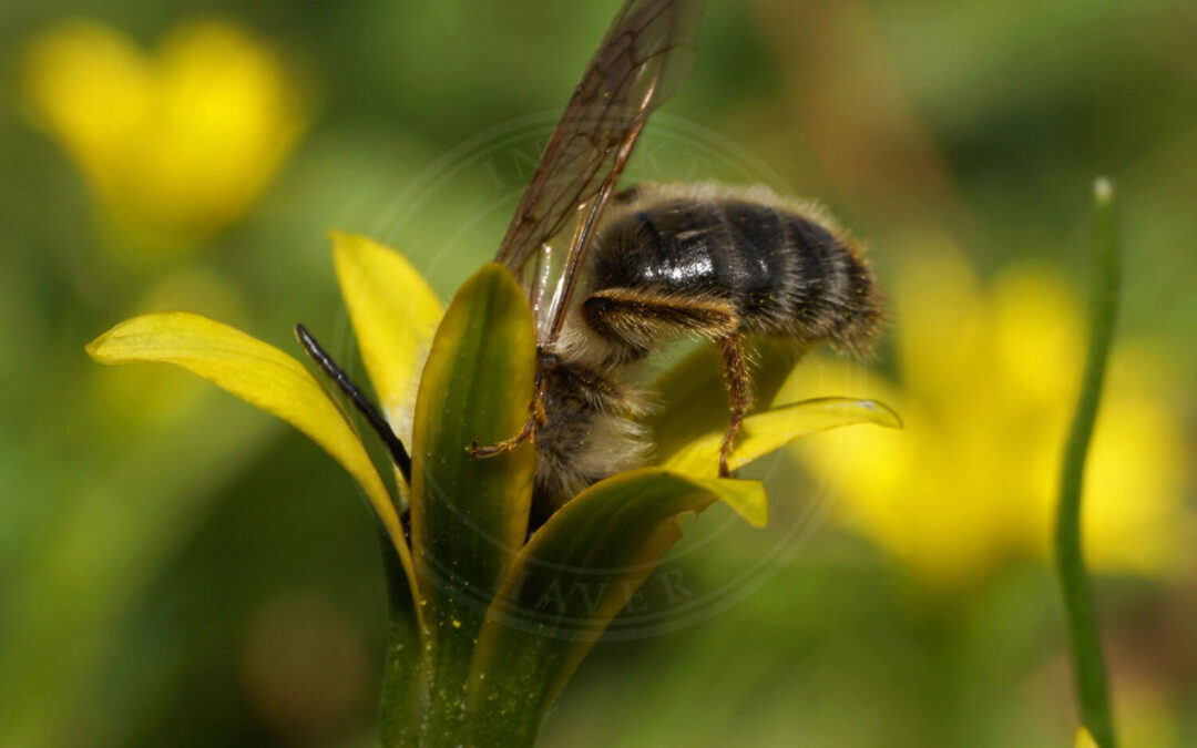 Ærtejordbi med hovedet i gul blomst