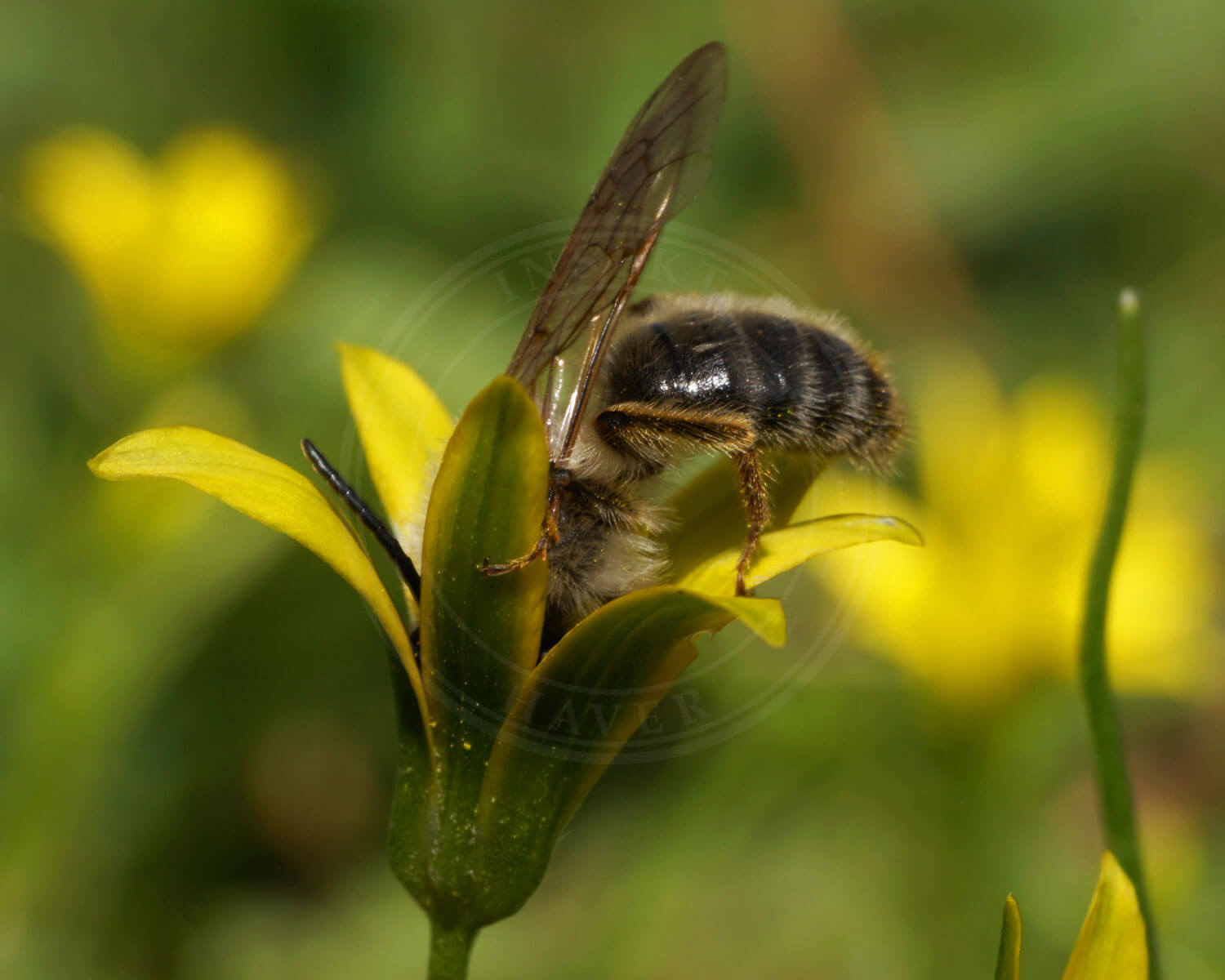 Ærtejordbi med hovedet i gul blomst