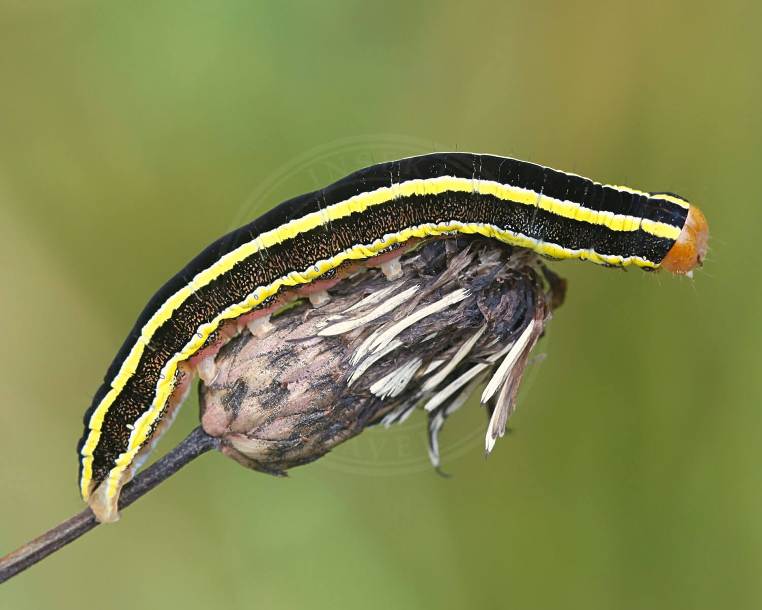 Ærteugle larve