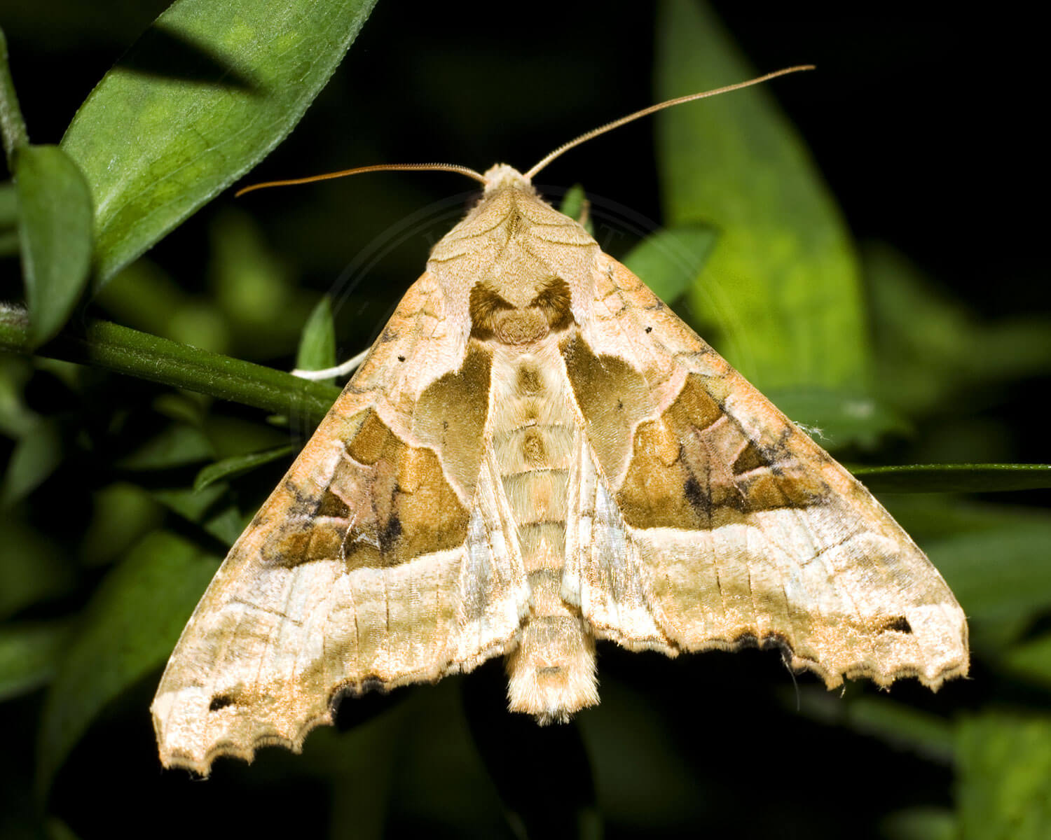 Agatugle med let spredte vinger