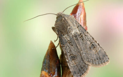 Agerugle Agrotis segetum