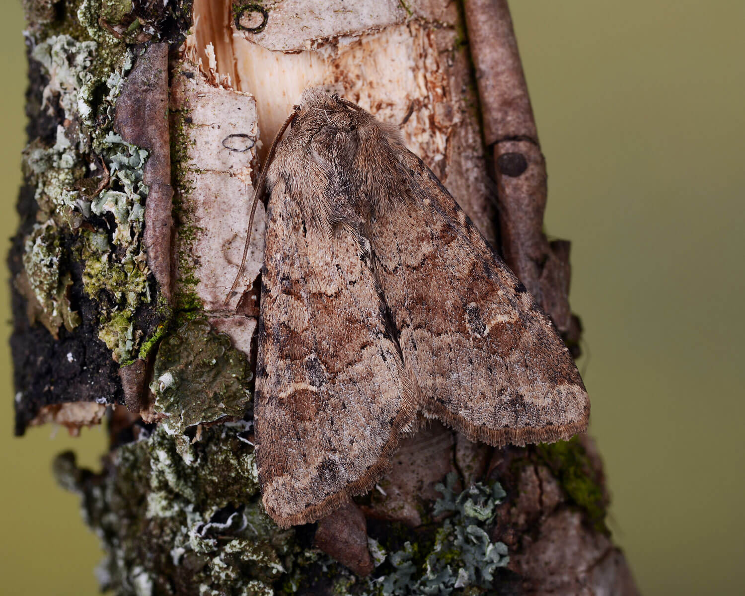 Aksugle på gammelt træ
