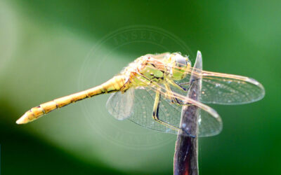 Almindelig Hedelibel Sympetrum vulgatum