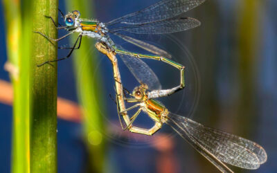 Almindelig Kobbervandnymfe Lestes sponsa