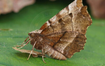 Almindelig Månemåler Selenia dentaria