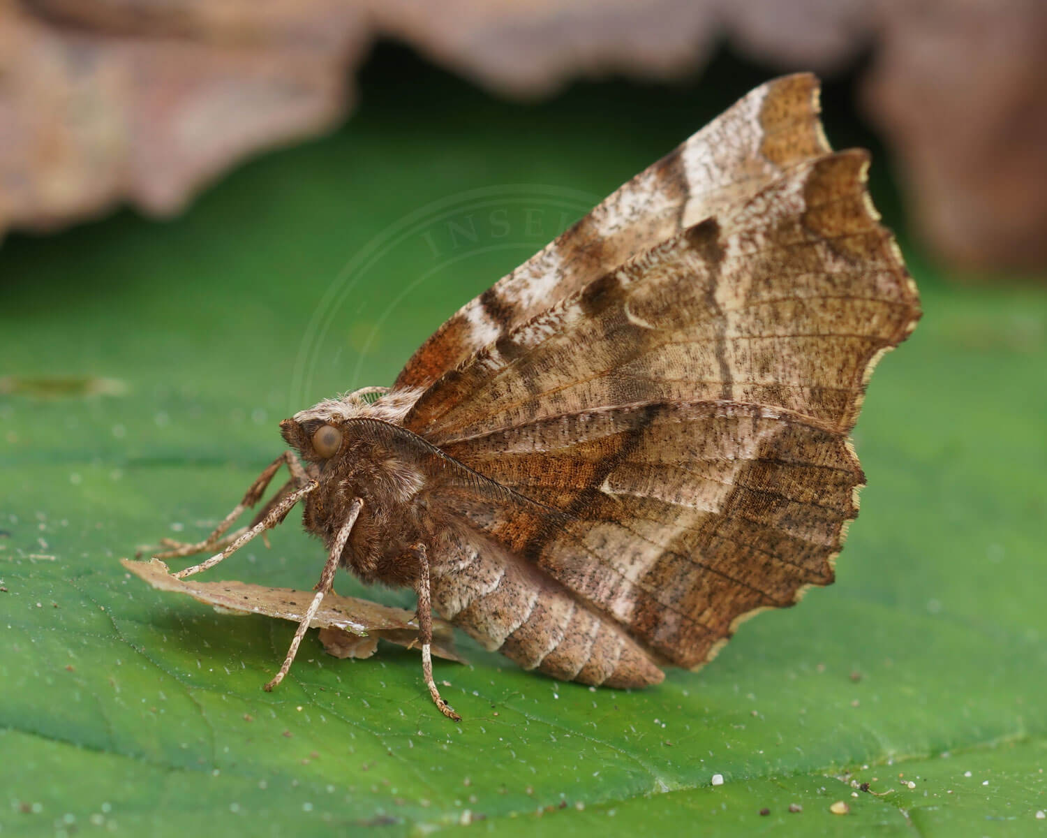 Almindelig Månemåler ses her fra siden