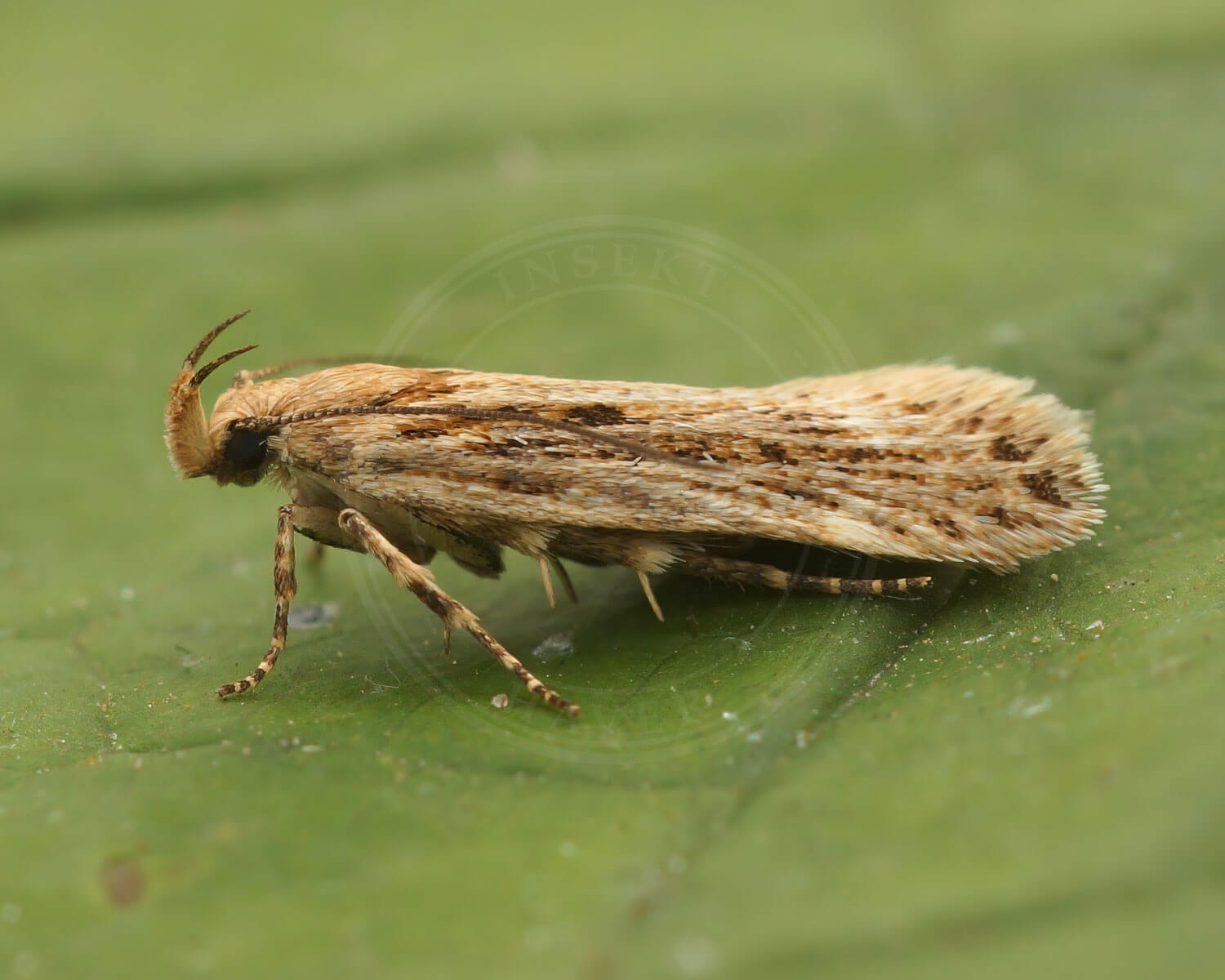 Aroga velocella set fra siden - med horn der nærmest ligner en ged