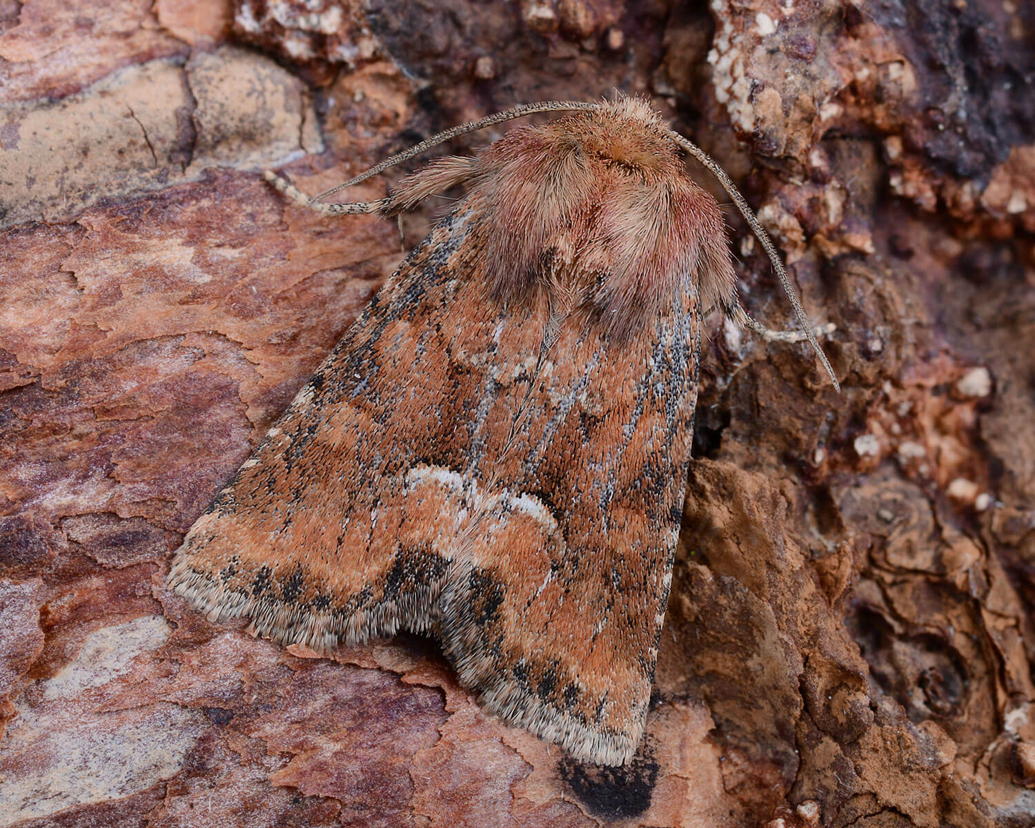 Båndet Tyv der falder i et med bark