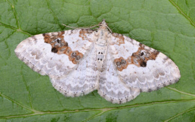 Bakke-Bladmåler Xanthorhoe montanata