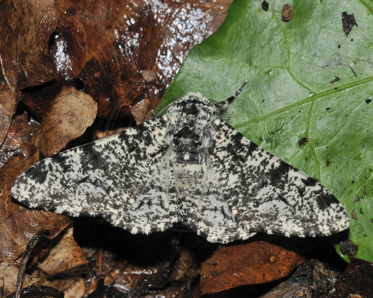 Birkemåler mellem både grønne og visne blade