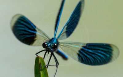 Blåbåndet Pragtvandnymfe Calopteryx splendens