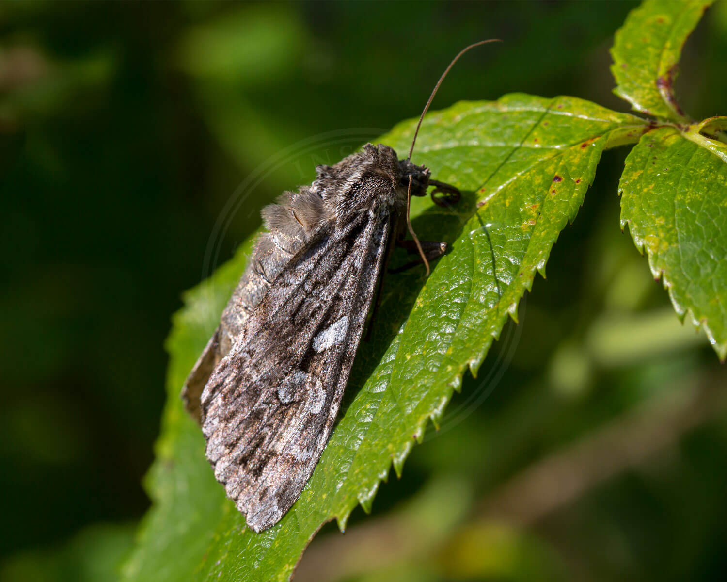 Blågrå Jordugle set fra siden - man kan se den lange snabel