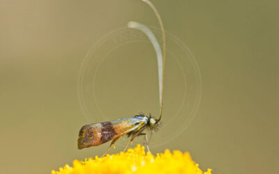 Blåhat-Langhornsmøl Nemophora metallica