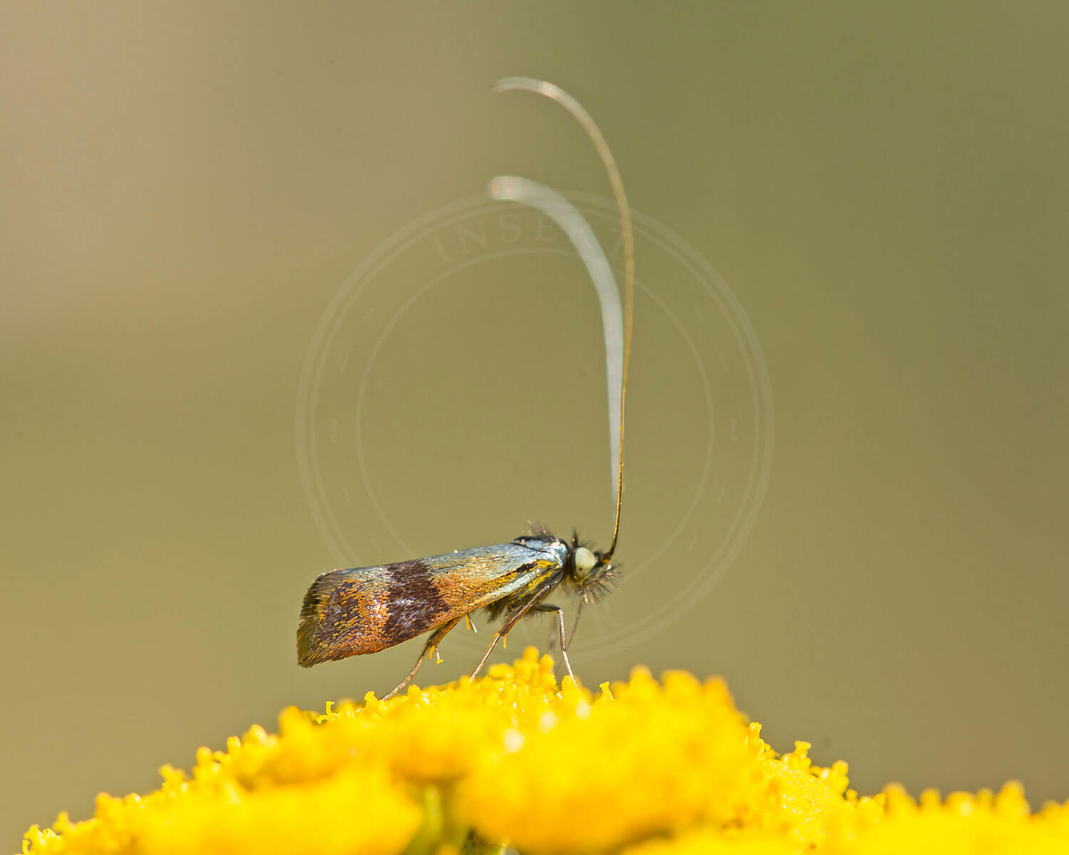 Blåhat-Langhornsmøl på gul blomst - med de virkelig lange horn