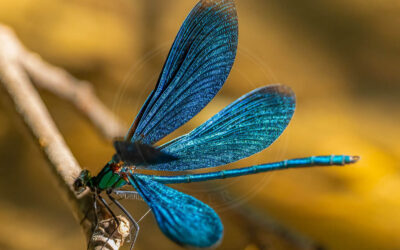 Blåvinget Pragtvandnymfe Calopteryx virgo