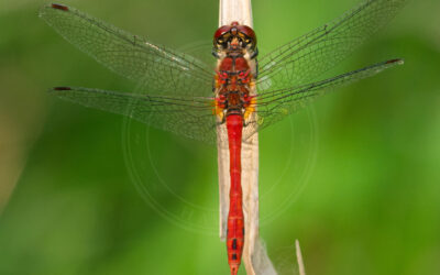 Blodrød Hedelibel Sympetrum sanguineum